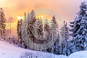 Winter forest scenery. Coniferous trees covered by snow and illuminated by evening sunset