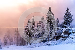 Winter forest scenery. Coniferous trees covered by snow and illuminated by evening sunset