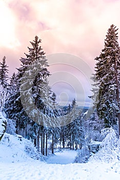 Winter forest scenery. Coniferous trees covered by snow and illuminated by evening sunset