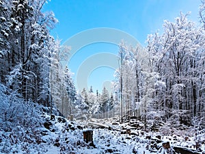 Winter forest scenery. Coniferous trees covered by snow and illuminated by evening sunset