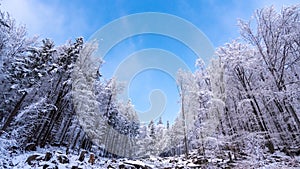 Winter forest scenery. Coniferous trees covered by snow and illuminated by evening sunset