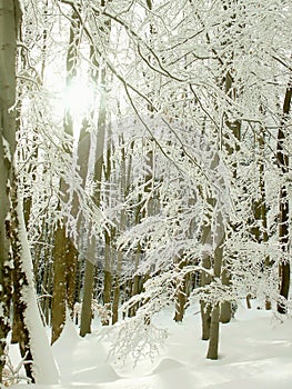 Winter forest scenery in morning sun rays