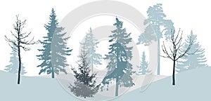 Winter forest, silhouette of bare tree, spruce, pine. Beautiful nature, landscape. Vector illustration