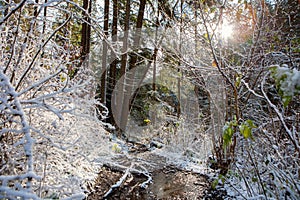 Winter forest in Slovak Paradise National Park, Slovakia