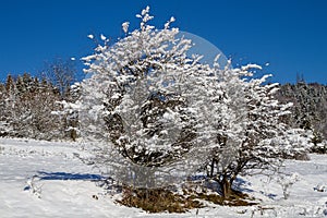 Winter in the forest