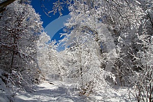 Winter in the forest