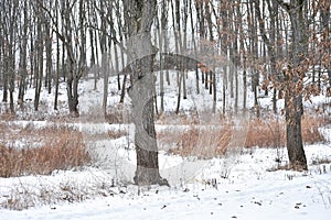 Winter Forest with Snow