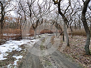 Winter forest with the snow