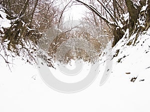 Winter forest in the snow