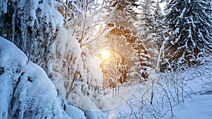 Winter forest snow background. Snowy white Christmas tree in sunshine. Frost nature scene with beautiful morning sun