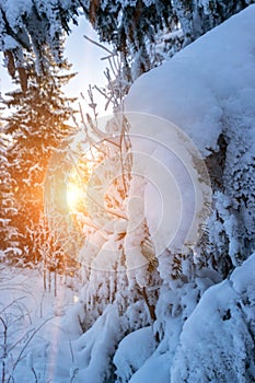 Winter forest snow background. Snowy white Christmas tree in sunshine. Frost nature scene with beautiful morning sun, blue sky.