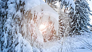 Winter forest snow background. Snowy white Christmas tree in sunshine. Frost nature scene with beautiful morning sun, blue sky.