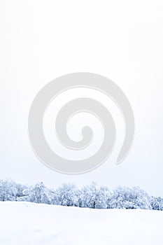 Winter forest snow background. Snowy white Christmas tree in sunshine. Frost nature scene with beautiful morning sun, blue sky.