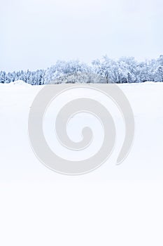 Winter forest snow background. Snowy white Christmas tree in sunshine. Frost nature scene with beautiful morning sun, blue sky.