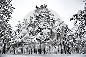 Winter forest.  Snow caps covered all the branches on the pines.