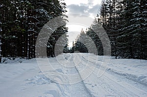 Winter forest with snow and car tire footprints