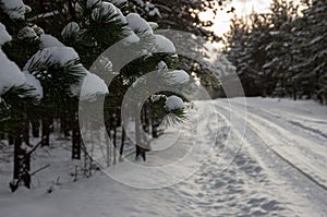 Winter forest with snow and car tire footprints