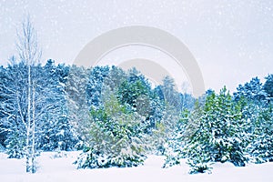 Winter forest with snow. Christmas background. Natural landscape. covered frost trees. Magical winter forest. outdoors