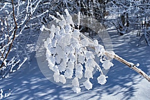 Winter forest. Snow-covered dried flowers in the foreground. Lago-Naki, The Main Caucasian Ridge, Russia