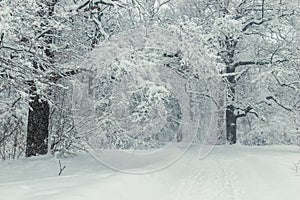 Winter forest, snow-covered path and trees covered with snow