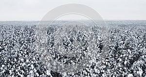 Winter forest snow covered pine trees landscape, aerial drone video