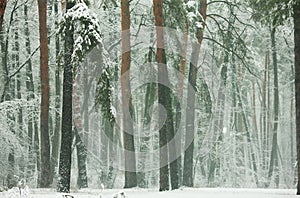 Winter forest with snow-covered pines and firs