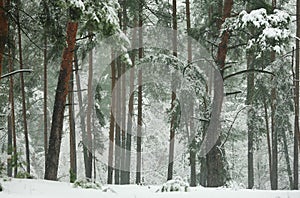 Winter forest with snow-covered pines and firs