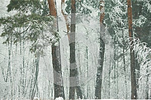 Winter forest with snow-covered pines and firs