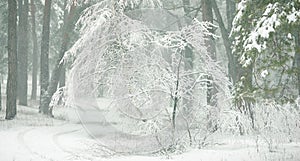 Winter forest with snow-covered pines and firs