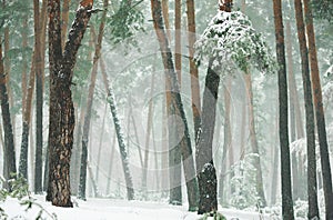 Winter forest with snow-covered pines and firs