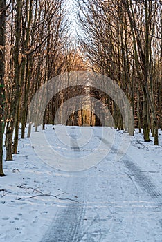 Winter forest with snow covered trail and clear sky photo