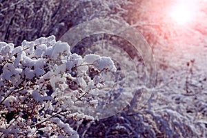 Winter forest with snow-covered trees and dry plants at sunset