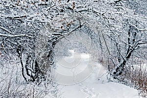 Winter forest with snow-covered trees and road between trees after snowfall