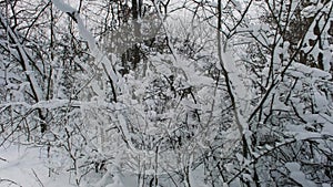 Winter Forest. Snow Covered Trees In Wood After Blizzard.