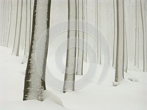 Bosque con nieve a niebla 