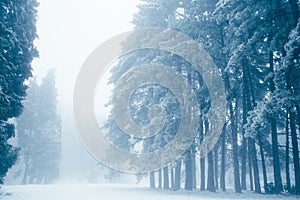 Winter forest snow foggy landscape cold scene