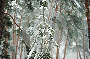 Winter forest in the snow with pines and firs and falling snow