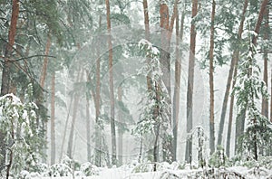 Winter forest in the snow with pines and firs and falling snow