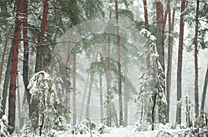 Winter forest in the snow with pines and firs and falling snow