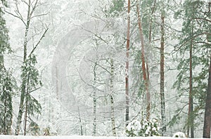 Winter forest in the snow with pines and firs and falling snow