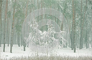 Winter forest in the snow with pines and firs and falling snow