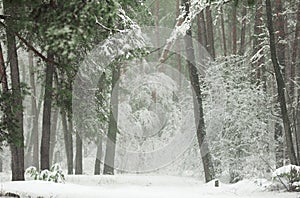 Winter forest in the snow with pines and firs and falling snow