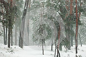 Winter forest in the snow with pines and firs and falling snow