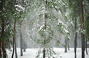 Winter forest in the snow with pines and firs and falling snow