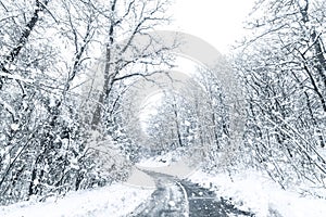 Winter forest snow road. Forest road winter snow view