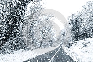 Winter forest snow road. Forest road winter snow view