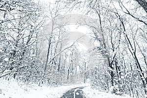 Winter forest snow road. Forest road winter snow view