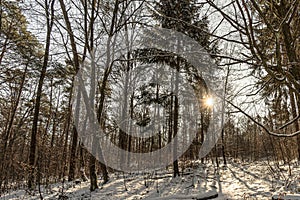 Winter forest with snow and sun