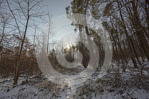 Winter forest with snow and sun