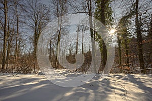 Winter forest with snow and sun